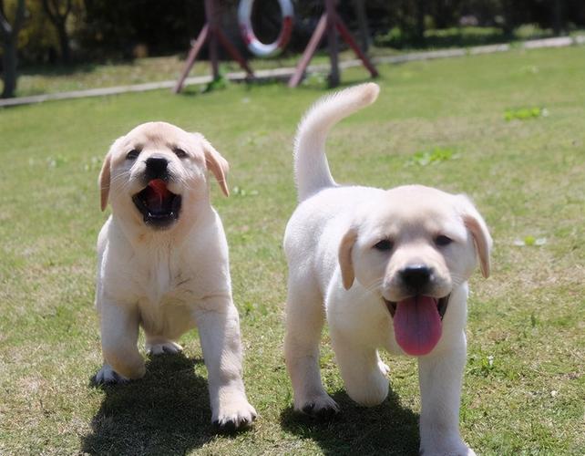 拉布拉多犬图片,拉布拉多犬图片幼犬,拉布拉多能长到多少公斤？