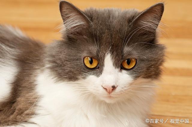 世界十大禁养名猫,世界十大禁养名猫有哪些?,猫在中国为什么是禁忌养猫的好处和坏处？