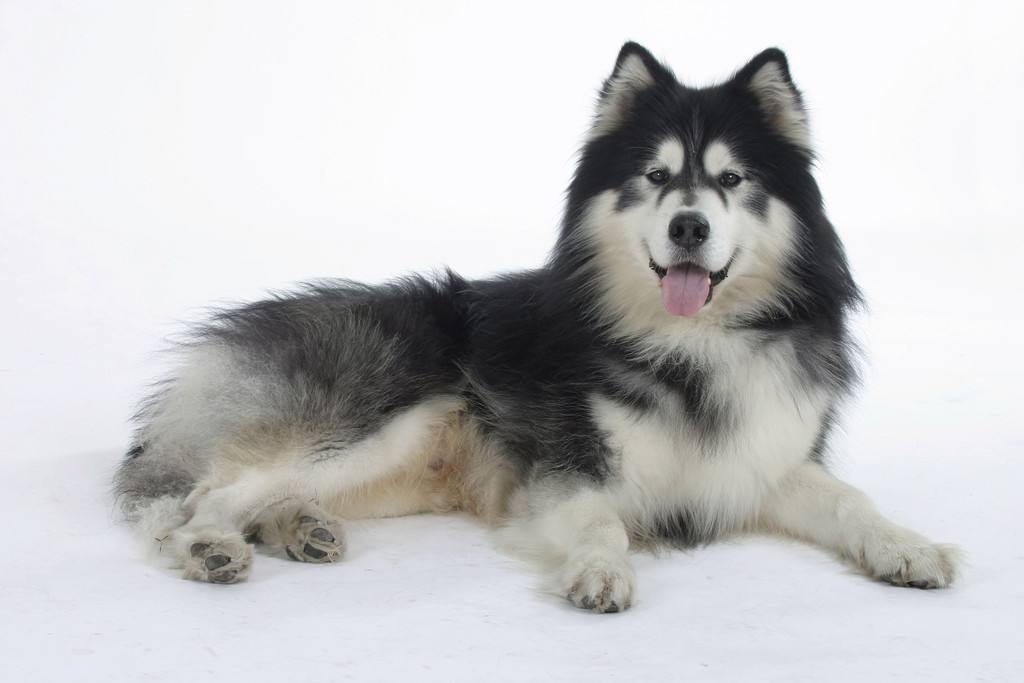 阿拉斯加雪橇犬,阿拉斯加雪橇犬多少钱一只,阿拉斯加雪橇犬