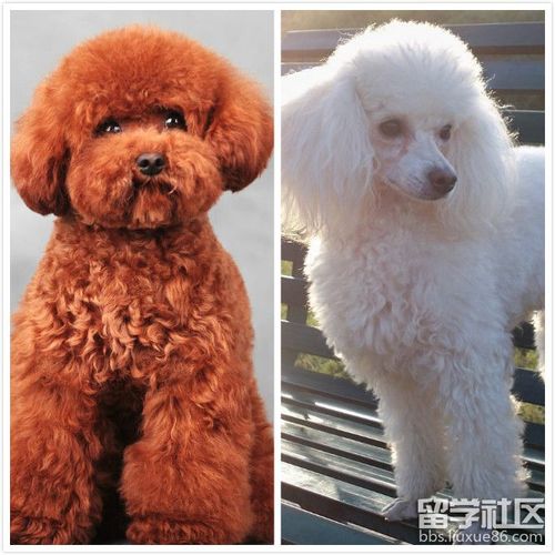 贵宾犬和泰迪的区别,贵宾犬和泰迪的区别图片,贵宾犬和泰迪的区别是什么？