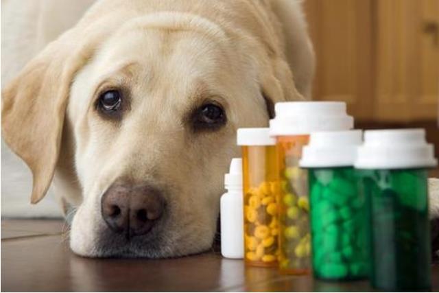 犬瘟热如何治疗,犬瘟热如何治疗与预防,狗瘟最快的治疗方法？