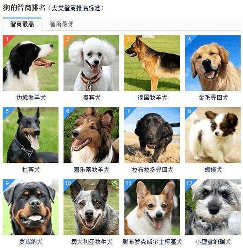 犬类智商排名,犬类智商排名前十名,狗狗智商排名？