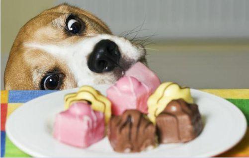狗吃巧克力为什么会死,狗吃巧克力为什么会死? 人不会,狗吃巧克力会死么，为什么？