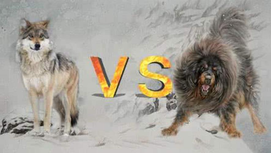 藏獒和狼谁厉害,藏獒和狼谁厉害打斗视频,藏獒和一只野狼单挑谁厉害？