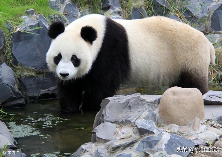 大熊猫为什么是国宝,大熊猫为什么是国宝?解答,为什么熊猫被视为中国国宝？