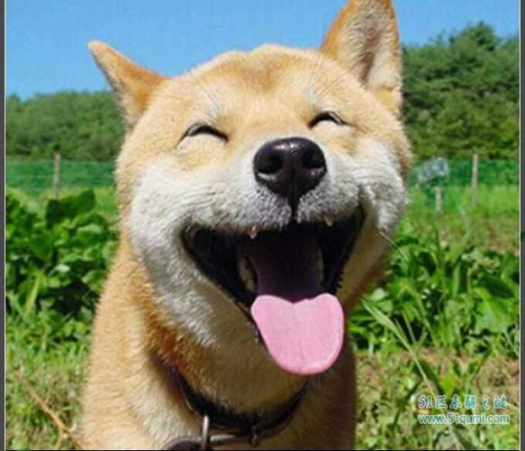 微笑狗为什么吓人,微笑狗为什么吓人:微笑狗原图(图),14岁老年狗天不热时一到晚上睡觉吋就张着嘴哈哈怎么回事？