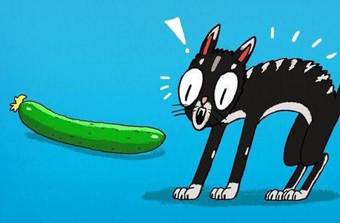 猫为什么怕黄瓜,猫为什么怕黄瓜? 还会跳起来?,为什么猫咪怕黄瓜？