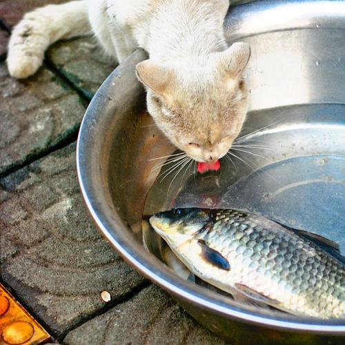 猫为什么喜欢吃鱼,猫为什么喜欢吃鱼和老鼠,为什么猫喜欢吃鱼结？