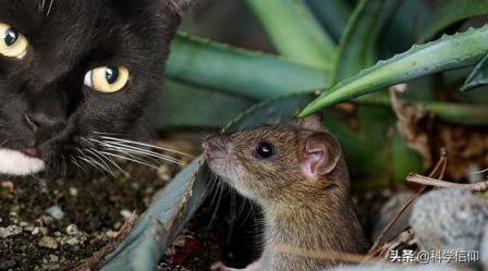 猫为什么要吃老鼠,猫为什么要吃老鼠阅读及答案,猫为什么要吃老鼠？
