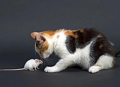 猫为什么吃老鼠,猫为什么吃老鼠的原因,猫吃老鼠是天生的吗？所有猫都会捉老鼠吗？