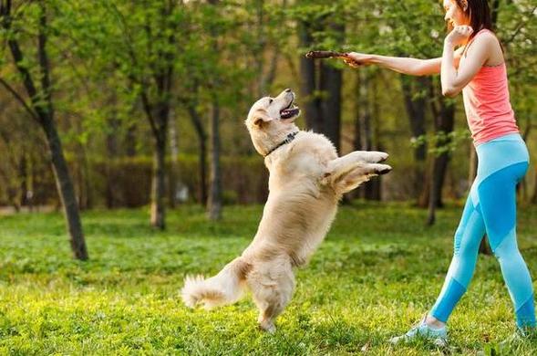 如何训练狗,如何训练狗狗在固定地点大小便,怎样训练狗？