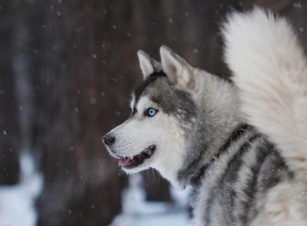西伯利亚雪橇犬,西伯利亚雪橇犬是哈士奇吗,西伯利亚雪橇犬有多少年历史？
