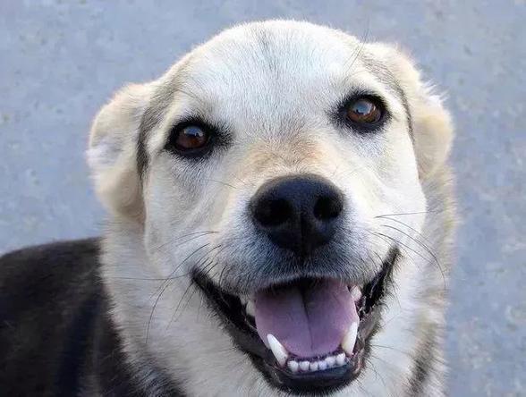 微笑狗是什么,微笑狗是什么品种的狗,为什么我家的狗经常做出龇牙咧嘴的样子？
