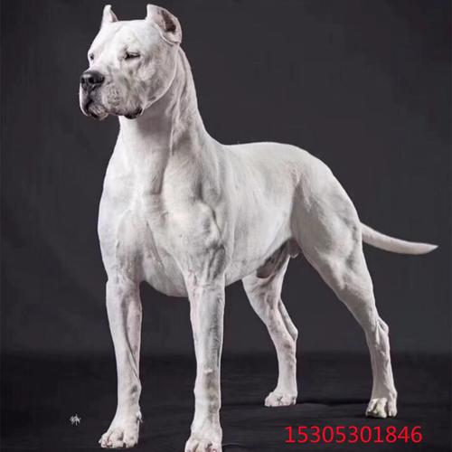 阿根廷杜高犬,阿根廷杜高犬多少钱一只,杜高犬属于禁养犬吗？
