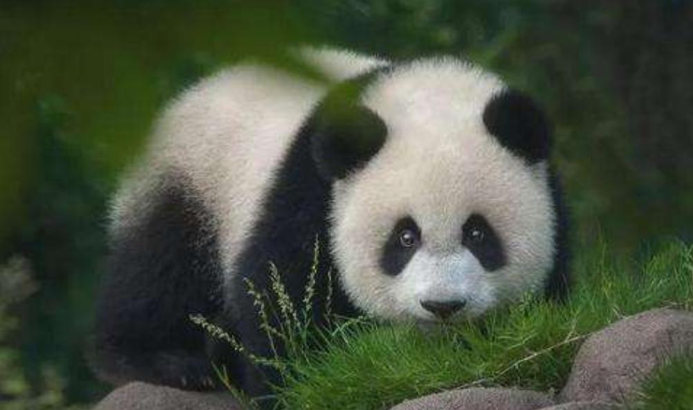 大熊猫吃什么,大熊猫吃什么食物,熊猫吃什么食物8个答案？