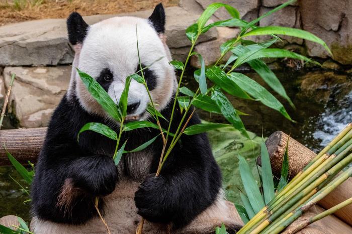 大熊猫爱吃的竹子实际上是什么,大熊猫爱吃的竹子实际上是什么?,熊猫为什么爱吃竹子？