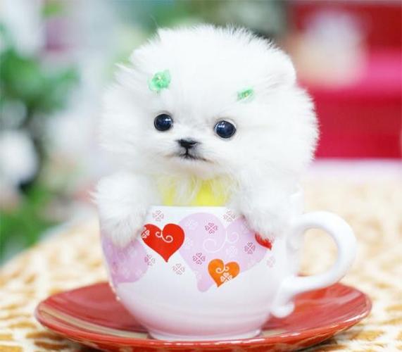 一只茶杯犬多少元,一只茶杯犬多少元钱,茶杯犬大概多少钱一只？