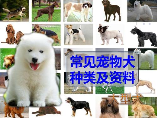 宠物狗种类,宠物狗种类图片,人们常吃的狗肉、叫什么狗，大批的狗该怎样饲养？