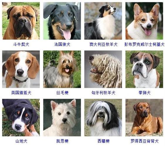 狗的品种名大全,狗的品种名大全英文,中国十大小型犬？