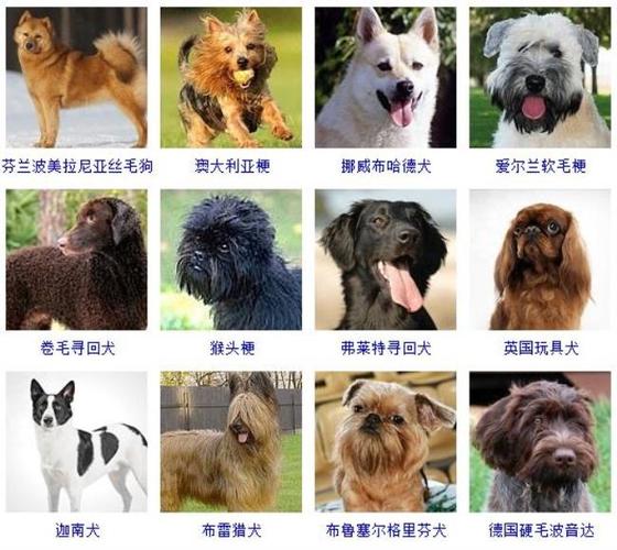 狗的品种大全,狗的品种大全及名称,狗子品种？