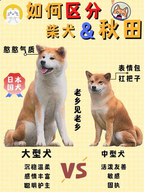 柴犬和秋田犬的区别,柴犬和秋田犬的区别图,中华田园犬，柴犬和秋田犬的区别是什么？
