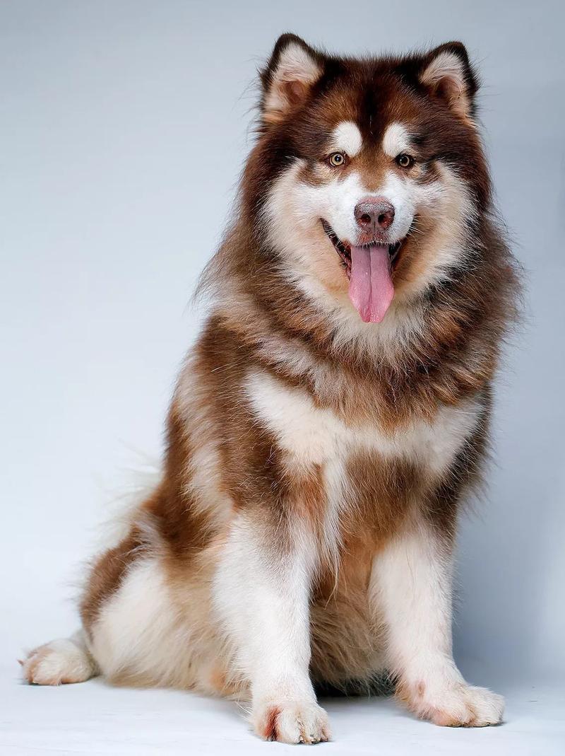 阿拉斯加雪橇犬图片,阿拉斯加雪橇犬图片大全,巨型阿拉斯加雪橇犬和普通阿拉斯加犬有什么区别？