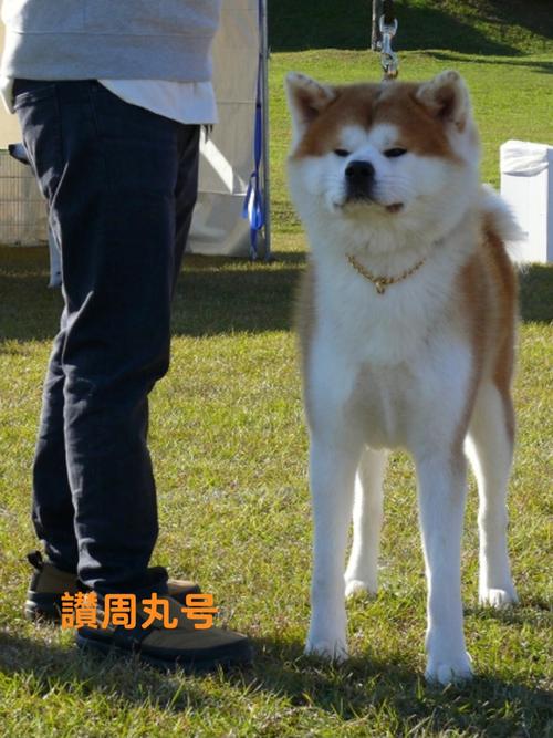 日本秋田犬,日本秋田犬图片,成年秋田犬有多大？