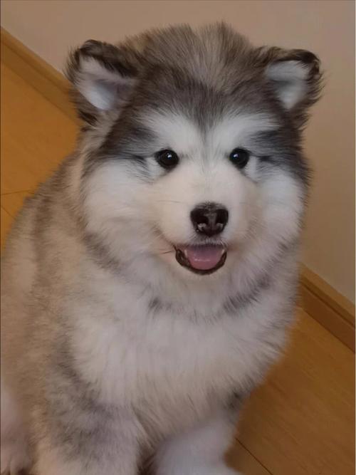 阿拉斯加眼睛什么颜色,阿拉斯加眼睛什么颜色最好,阿拉斯加雪橇犬小时候会有偏蓝的眼睛么?急求？