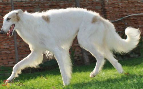 苏俄猎狼犬,苏俄猎狼犬什么价位,适合家养的中型犬排名不爱掉毛？