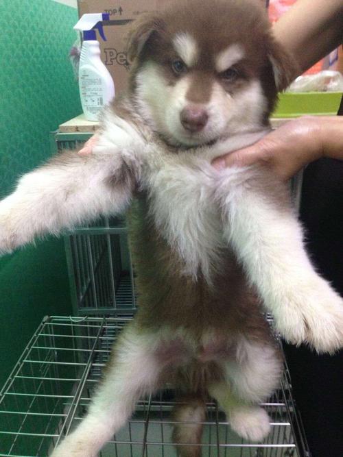 阿拉斯加犬多少钱一只幼崽,阿拉斯加犬多少钱一只幼崽图片,一千五的阿拉斯加值得买吗？