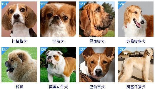 宠物狗智商排名,宠物狗智商排名前十,宠物狗智商排名第一名的是什么狗？