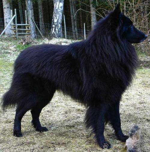 独一无二的狗狗名字,独一无二的狗狗名字英文名,黑色的，母的，请大家给我的爱犬取个好听的名字，谢谢？