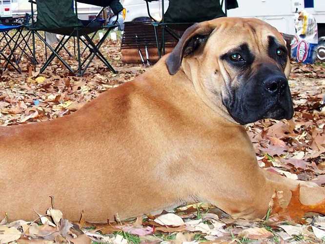 马士提夫犬,马士提夫犬的优缺点,世界上十大巨型犬排名？