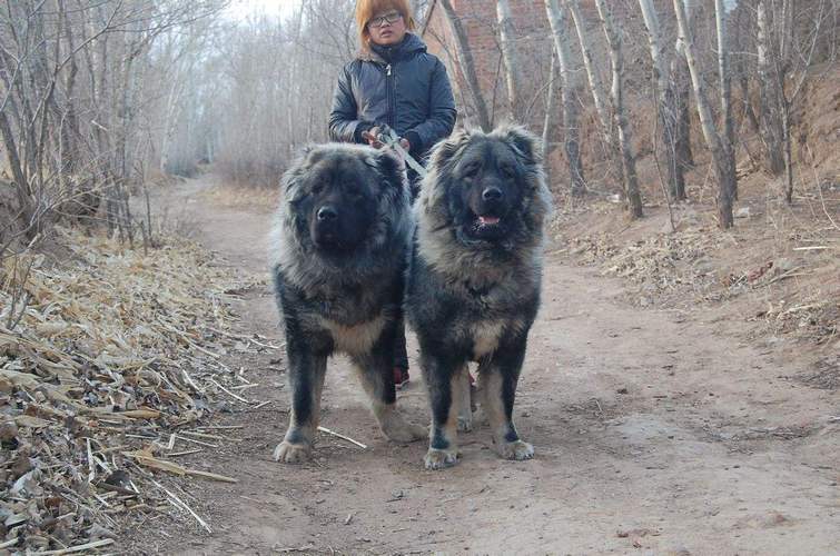 高加索犬vs藏獒,高加索犬VS藏獒,高加索犬与藏獒哪一个比较厉害？