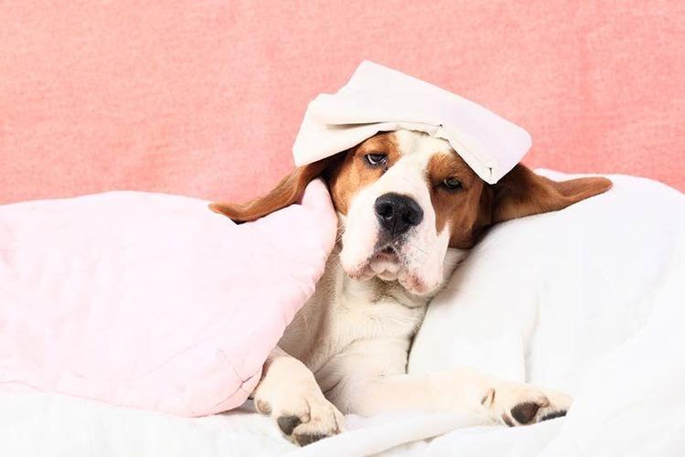 狗发烧的症状,狗发烧的症状表现,柴犬发烧的症状？