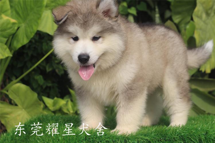 小阿拉斯加犬多少钱一只,小阿拉斯加犬多少钱一只幼犬,买一只阿拉斯加犬需要多少钱？