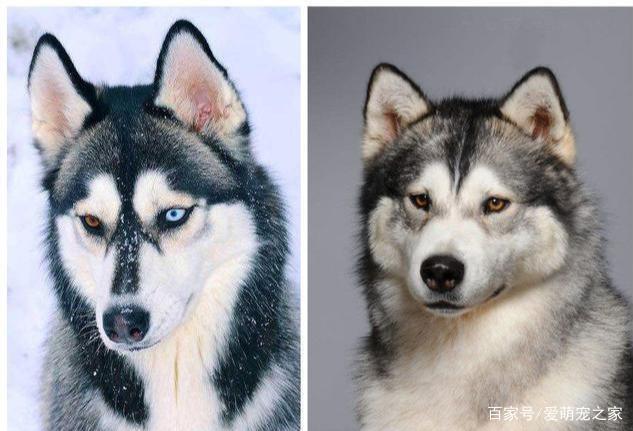 怎么区分哈士奇和阿拉斯加,怎么区分哈士奇和阿拉斯加幼犬,如何分辨哈士奇和阿拉斯加？