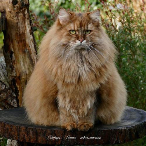 西伯利亚森林猫,西伯利亚森林猫多少钱一只,西伯利亚森林猫与大橘猫的区别？