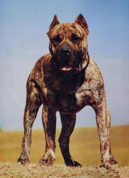 世界名犬排行榜,世界名犬排行榜前十,欧洲十大顶级血统犬？