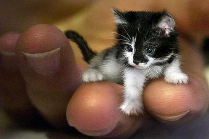 世界上最小的猫,世界上最小的猫品种,体型最小的猫排名？