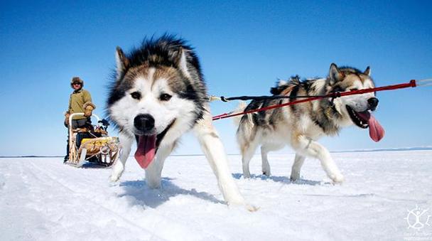 雪橇犬图片,雪橇犬图片大全,雪橇犬一共有几种？