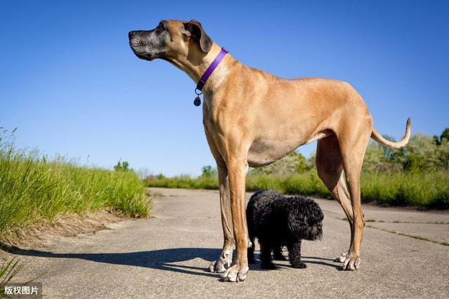 寿命最长的狗,寿命最长的狗品种,寿命最长的狗
