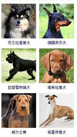 宠物狗狗品种大全,宠物狗狗品种大全及图片带名字,野性的呼唤狗的品种？