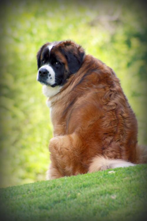 圣伯纳德犬,圣伯纳德犬图片,圣伯纳成年多少斤？