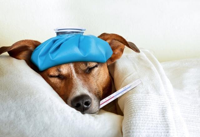 狗狗发烧症状,狗狗发烧症状及处理方法,柴犬发烧的症状？