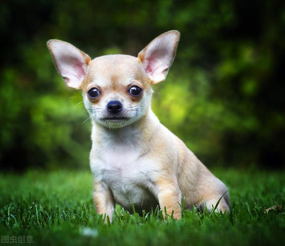 小型宠物犬品种大全,宠物小型犬有哪些品种,适合家养的小型犬，短毛的，性格温顺的，有哪些品种？
