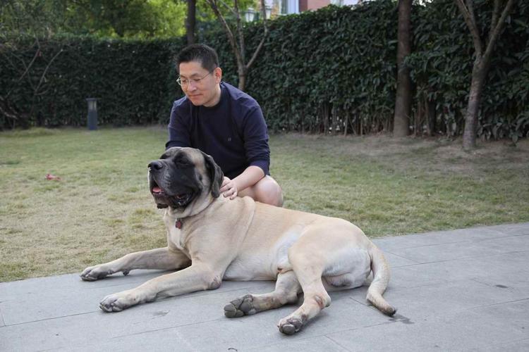 马士提夫獒犬,马士提夫獒犬图片,最大的獒犬是什么品种？