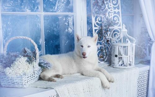 白色哈士奇图片,白色哈士奇图片大全,白色毛的大狗是什么狗？