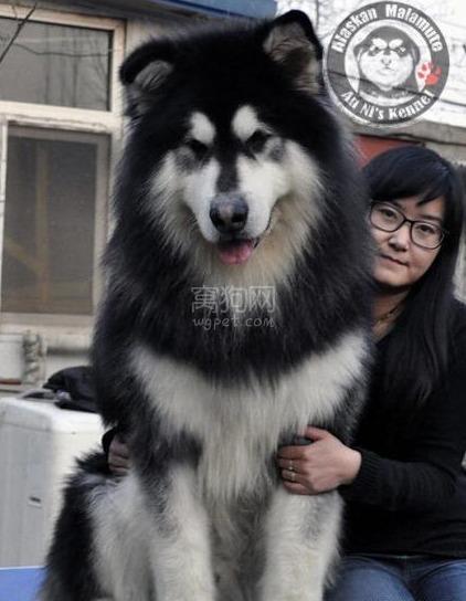 巨型阿拉斯加雪橇犬,巨型阿拉斯加雪橇犬多少钱一只,90的阿拉斯加算不算大？