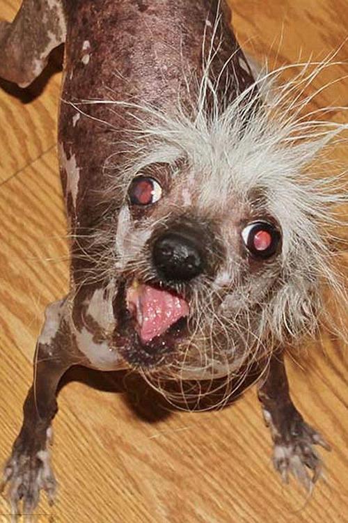 世界上最丑的狗,世界上最丑的狗狗图片,为什么很多人喜欢丑狗？